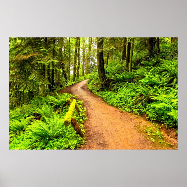 Póster Footpath in Forest Park (Frente)