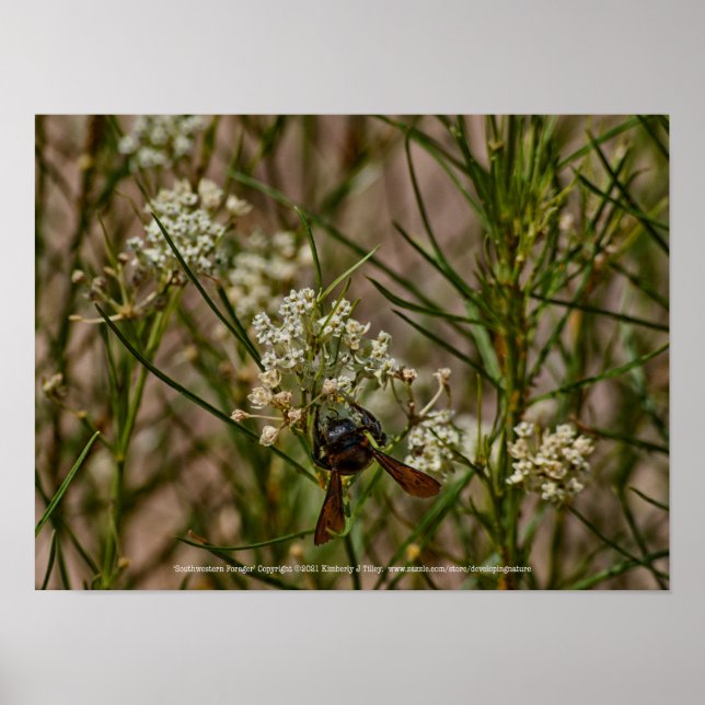 Póster Forager del Suroeste (Frente)