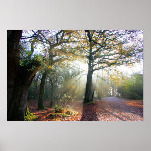 Póster Forest Light Poster