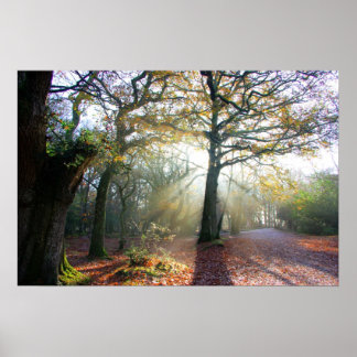 Póster Forest Light Poster