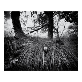 Póster Forest on the mouse level