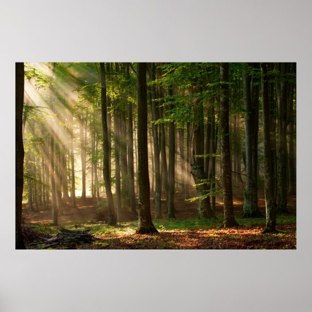 Póster Forests | Autumn Forest (Frente)