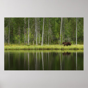 Póster Forests Bear at Taiga Forest Northern Finland