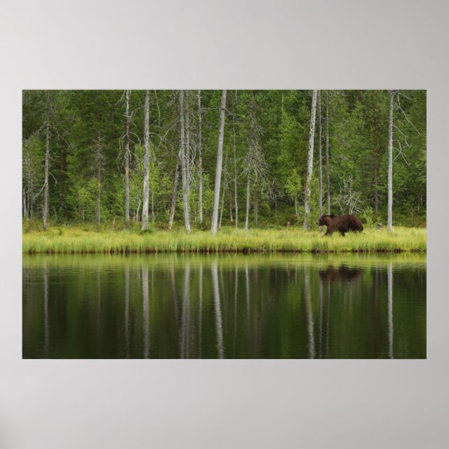 Póster Forests | Bear at Taiga Forest Northern Finland (Frente)