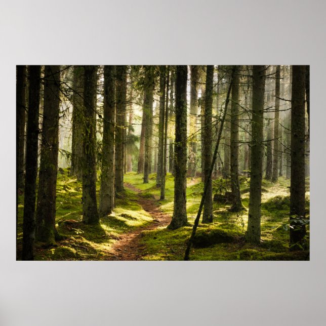 Póster Forests | Boreal Forest Sweden (Frente)