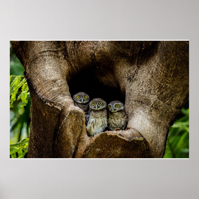 Póster Forests | Three Owls Looking (Frente)