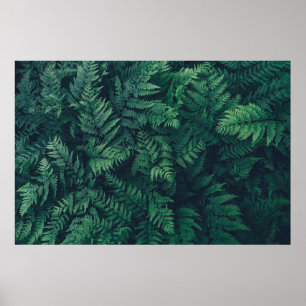 Póster Forests   Woodland Ferns