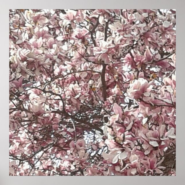 Póster Forever Spring Magnolia Photography Poster (Frente)