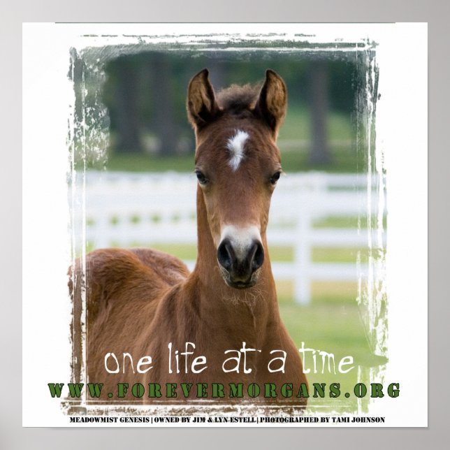 Póster ForeverMorgans: One Life at a Time Poster (Frente)