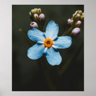 Póster Forget Me Not