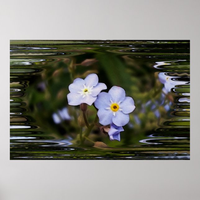 Póster Forget me not flowers (Frente)