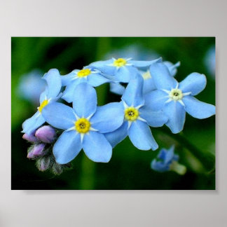 Póster Forget-me-not poster