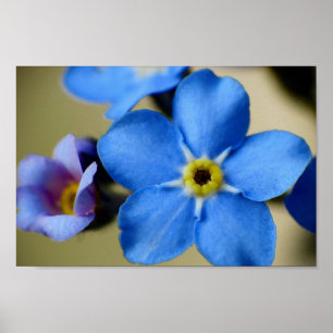 Póster Forget-Me-Nots 11 Poster