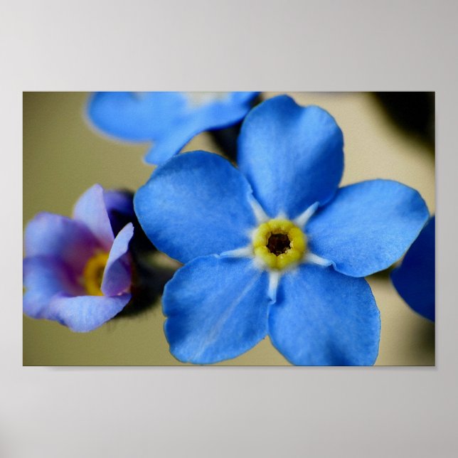 Póster Forget-Me-Nots 11 Poster (Frente)