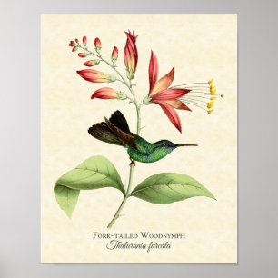 Póster Fork Tailed Wood Nymph Hummingbird Art Print
