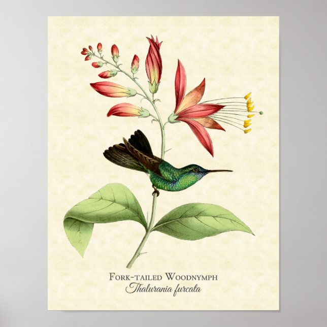 Póster Fork Tailed Wood Nymph Hummingbird Art Print (Frente)