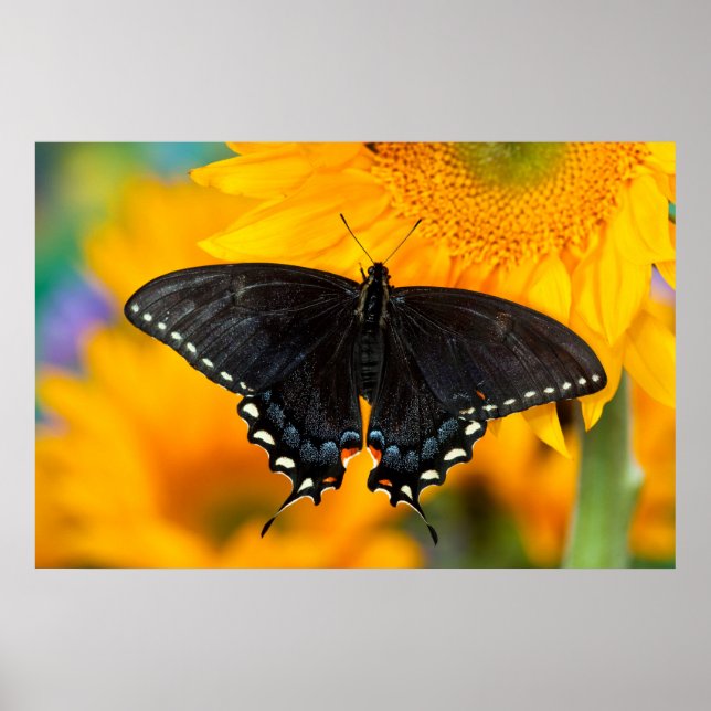 Póster Forma negra del tigre oriental (Frente)