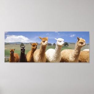 Póster Formación del poster de la alpaca