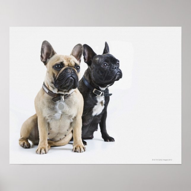 Póster Formación y obediencia de perros (Frente)