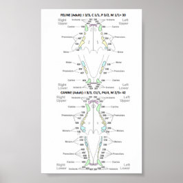 Póster Fórmula dental felina y canina