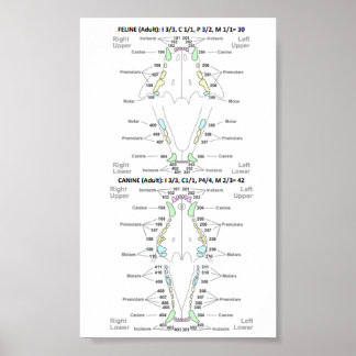 Póster Fórmula dental felina y canina