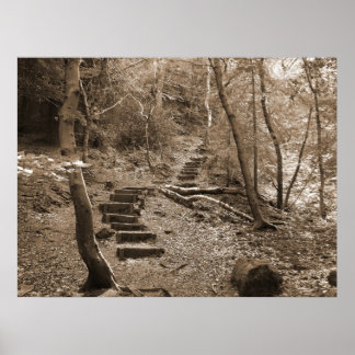 Póster Forrest Steps XL Canvas