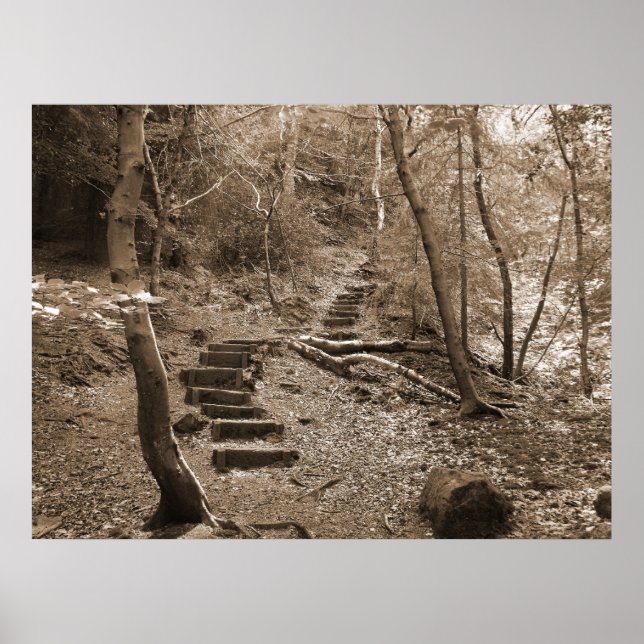Póster Forrest Steps XL Canvas (Frente)