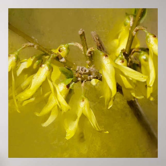 Póster Forsythia - Sunshine de primavera (Frente)