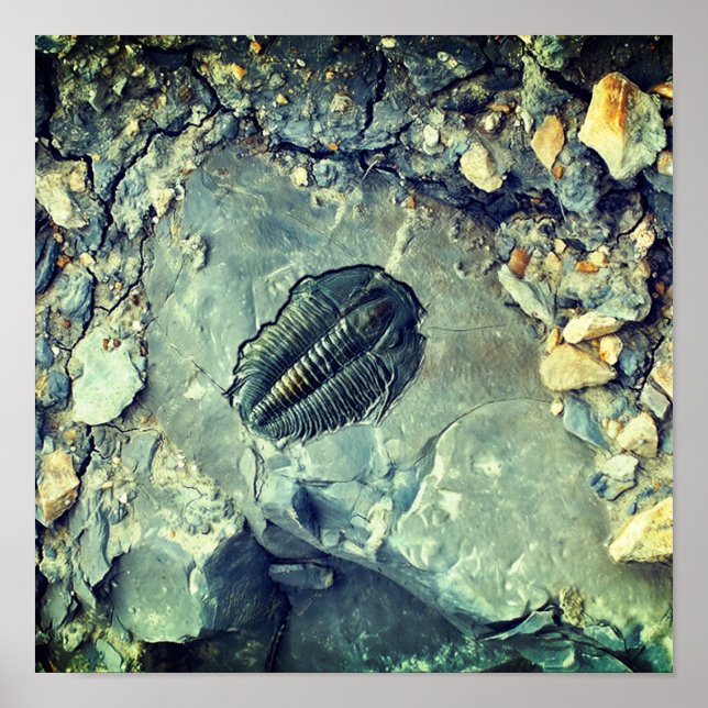 Póster Fósil (Frente)