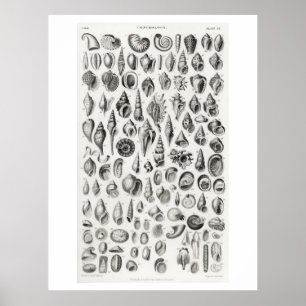 PÓSTER FOSSILIOS DE CONCHOLOGÍA (BARRILLOS) POSTER DE GRÁ