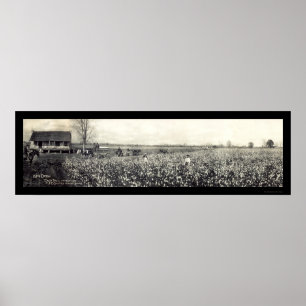 Póster Foto 1907 de la cosecha del rey algodón