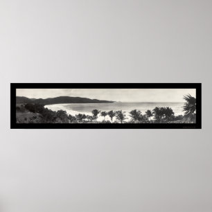 Póster Foto 1914 del flamenco de Puerto Rico