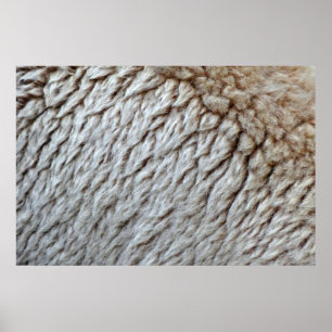 Póster Foto abstracta de la naturaleza de la lana de ovej