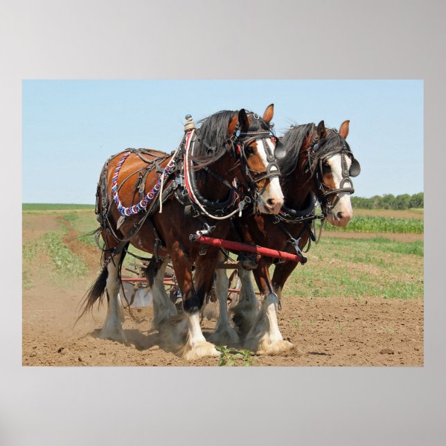 Póster Foto agrícola de Horse Clydesdale (Frente)