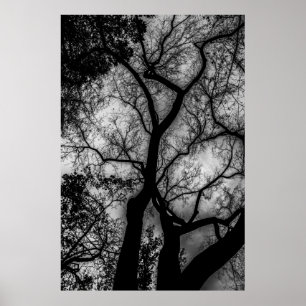 Póster Foto blanco y negro del árbol del paisaje