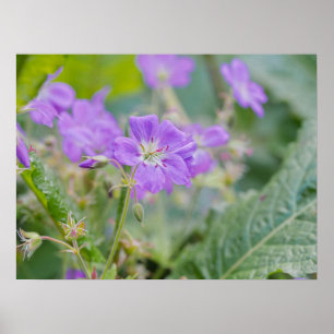 Póster Foto botánica de geranio silvestre de color púrpur
