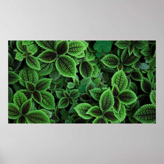 PÓSTER FOTO CERRADA DE LA PLANTA VERDE PROHIBIDA (Frente)