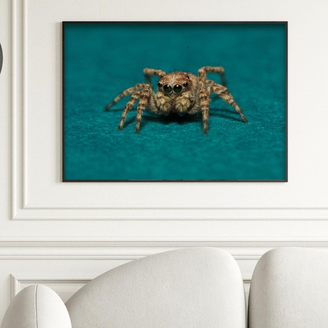 Póster Foto Cute Jumping Spider (Subido por el creador)