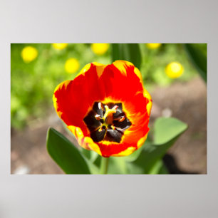 Póster Foto Cute Red Tulip