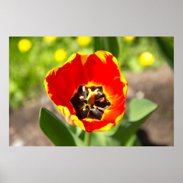 Póster Foto Cute Red Tulip (Frente)