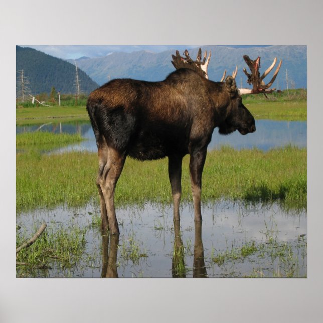 Póster Foto de Alaska Bull Moose Antlers (Frente)