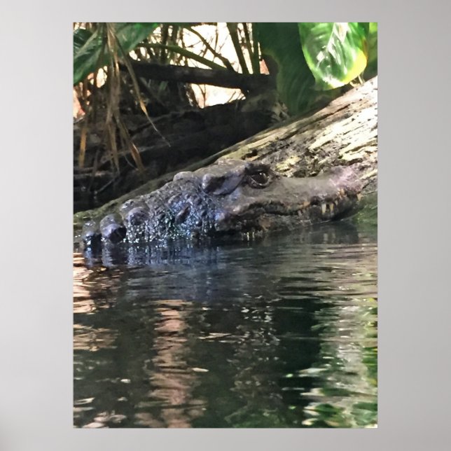 Póster Foto de aligator (Frente)