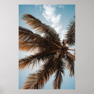 Póster Foto de ángulo bajo del árbol de coco