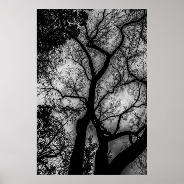 Póster Foto de árbol blanco y negro paisajista (Frente)