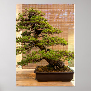Póster Foto de árbol Bonsai de pino blanco japonés