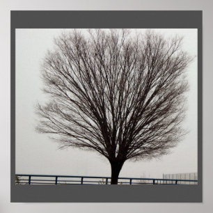 Póster Foto de árbol grande