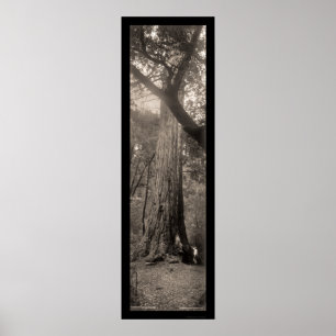 Póster Foto de árbol secuoya de gran cuenca 1907