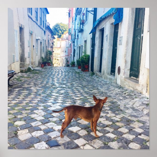 Póster Foto de arquitectura de perro de Lisboa Alfama (Frente)