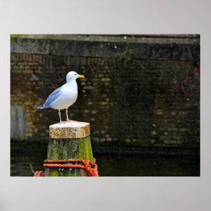 Póster Foto de ave gaviota costera y vida silvestre del o