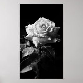 Póster Foto de B&W con rosa blanco de tallo largo